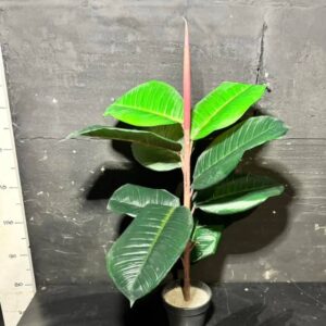 Фікус Робуста в горщику