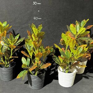 Кодіенум строкатий в горщику