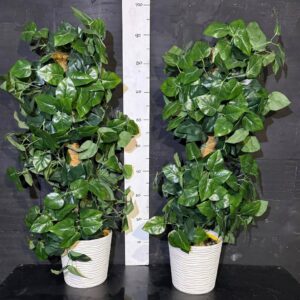 Епіпренум золотистий