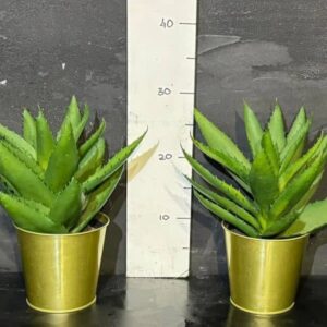 Алое вера в горщику