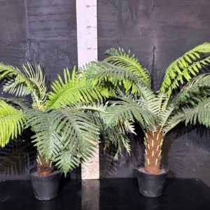 Пальма Фнікова