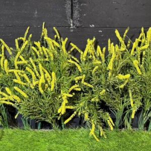 Золотушник пучковий