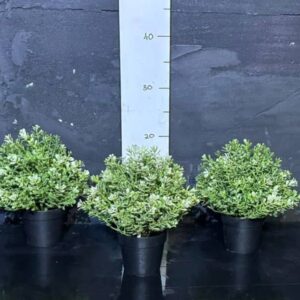 Чебрець у горщику