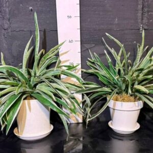 Хлорофітум в горщику