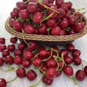 Вишня бутафорська