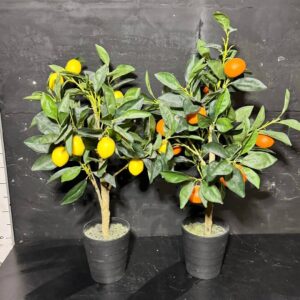 Мандаринове дерево