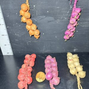 Цибуля бутафорна