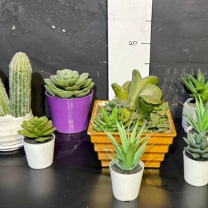 Кактуси і сукуленти