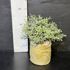 Чебрець в горщику