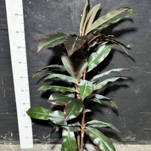 Пальма драцена червона