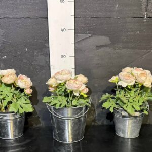 Піоновидна роза