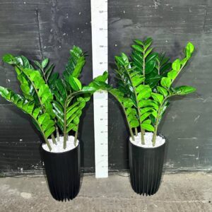 Заміокулькас в горщику