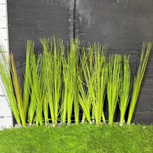 Трава пучкова