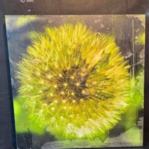 Картина "Кульбаба"