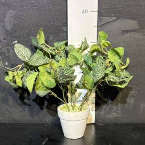 Фітонія в горщику