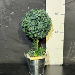 Самшитове дерево