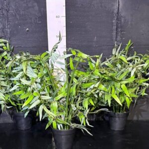 Бамбук в горщику