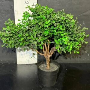 Самшит Дерево