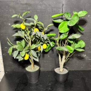 Лимонне дерево з плодами