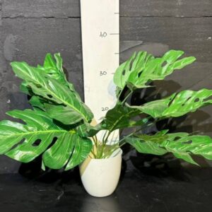 Монстера маленька