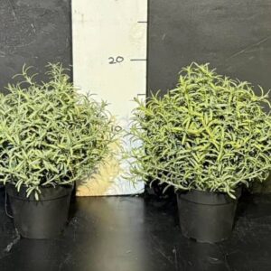 Розмарин декоративний