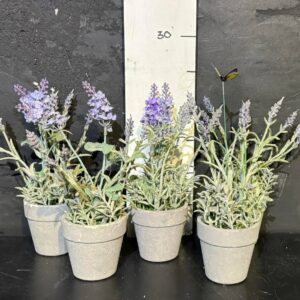 Лаванда декоративна