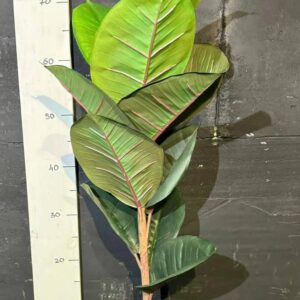 Фікус в горщику