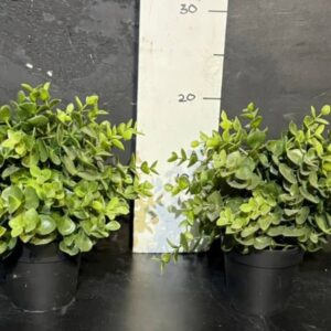 Самшит в горщику