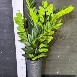 Заміокулькас високий