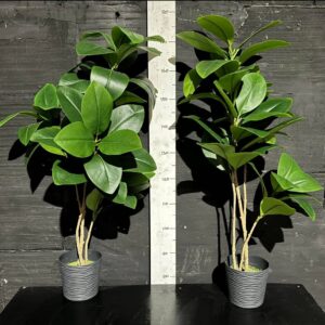 Фікус Альтісіма