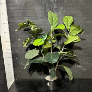 Фікус ліроподібний в горщику