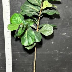 Фікус ліроподібний