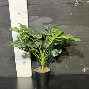 Монстера низька