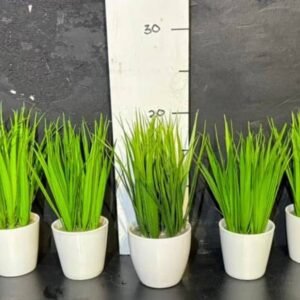 Трава декоартивна