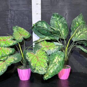 Каладіум в вазоні