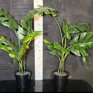 Монстера середня