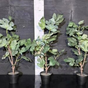 Інжирне дерево