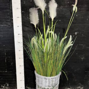 Очерет штучний