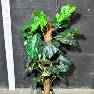 Монстера висока в горщику