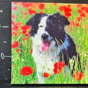 Картина "Собака в маках"