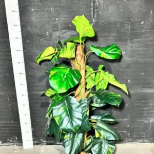 Філодендрон в горщику