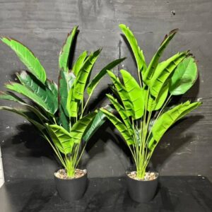 Пальма Бананова в горщику