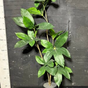 Лавр в горщику