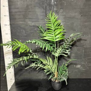 Пальма Арека в горщику